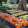 pumpkins, mums, cornstalks, and straw